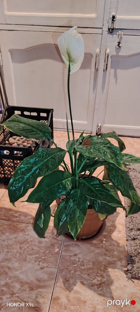 Spathiphyllum (Sülh çiçəyi) – saksıda otaq bitkisi - Növ — Bakı