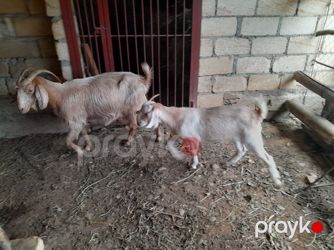 Keçi — Kənd təsərrüfatı heyvanları, Qusar (3)