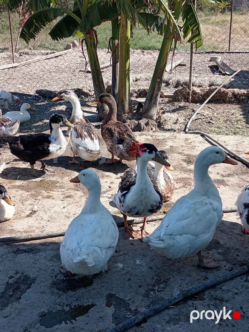 Ağ pekin ördekleri satılır 10azn Əsil ətlikdirlər Rənglilər 20azn diri — Digərləri, Tovuz (4)