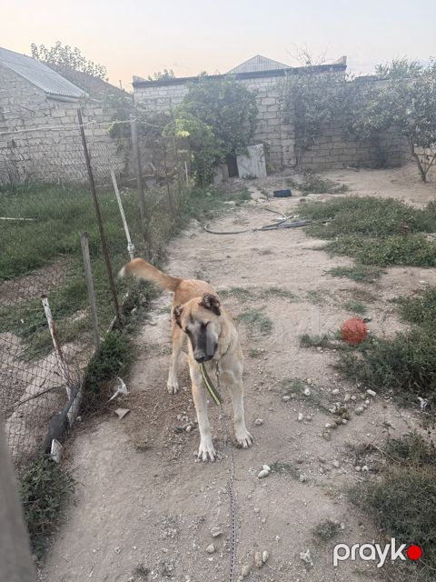 Kanqal — Bakı