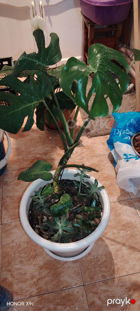 Otaq bitkisi – Monstera deliciosa (split-leaf philodendron) böyük — Masazır