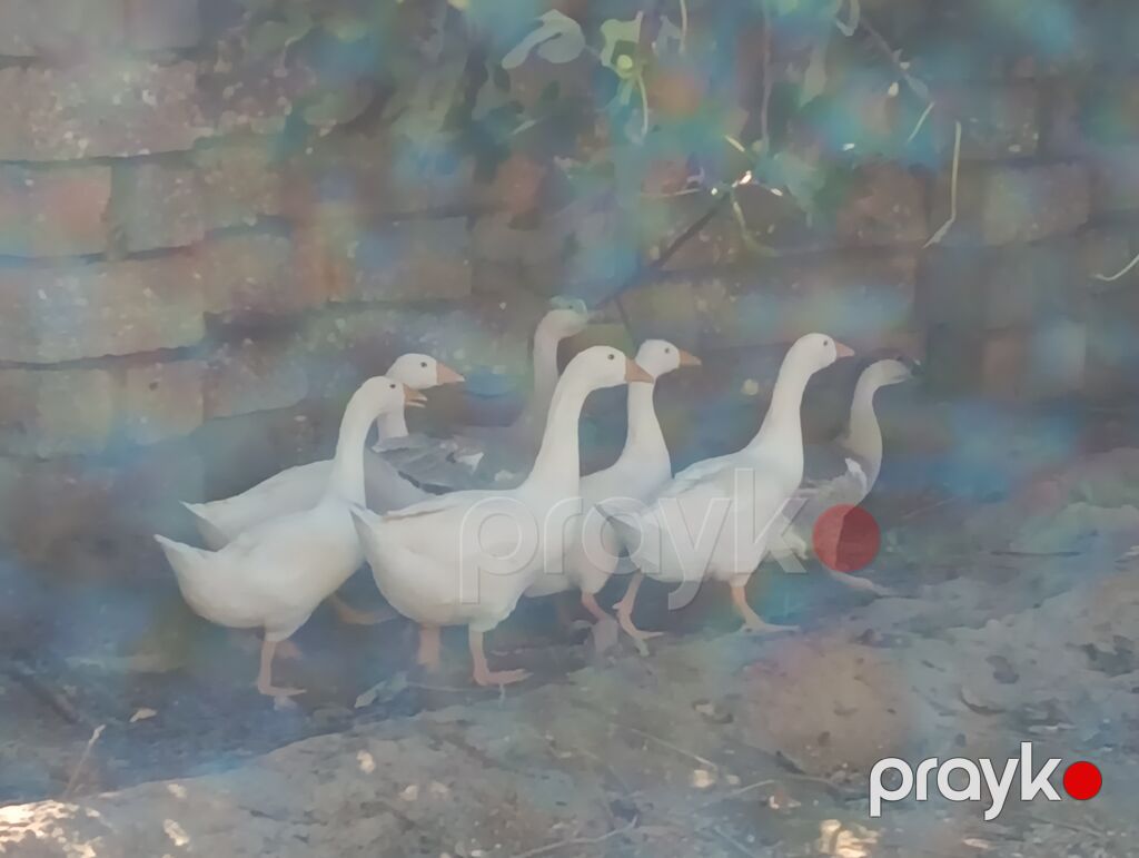 Erkək, Xolmogor, Damazlıq, Ödənişli çatdırılma — Digərləri, Digah (3)