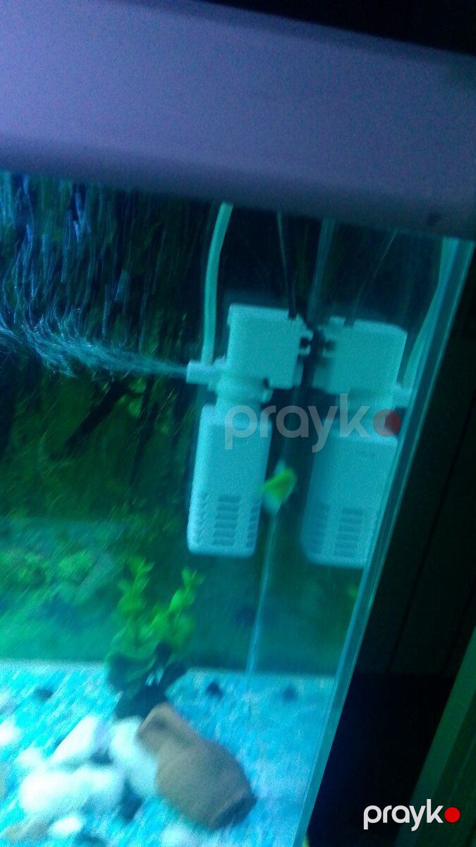 Akvarium və balıqlar — Akvariumlar və balıqlar, Bakı (6)