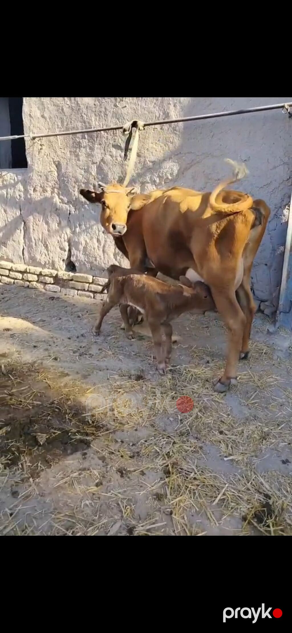 Südlük inək – buzovla birlikdə - Qəhvəyi rəngli, sağım üçün əlverişli — Kənd təsərrüfatı heyvanları, İsmayıllı (4)