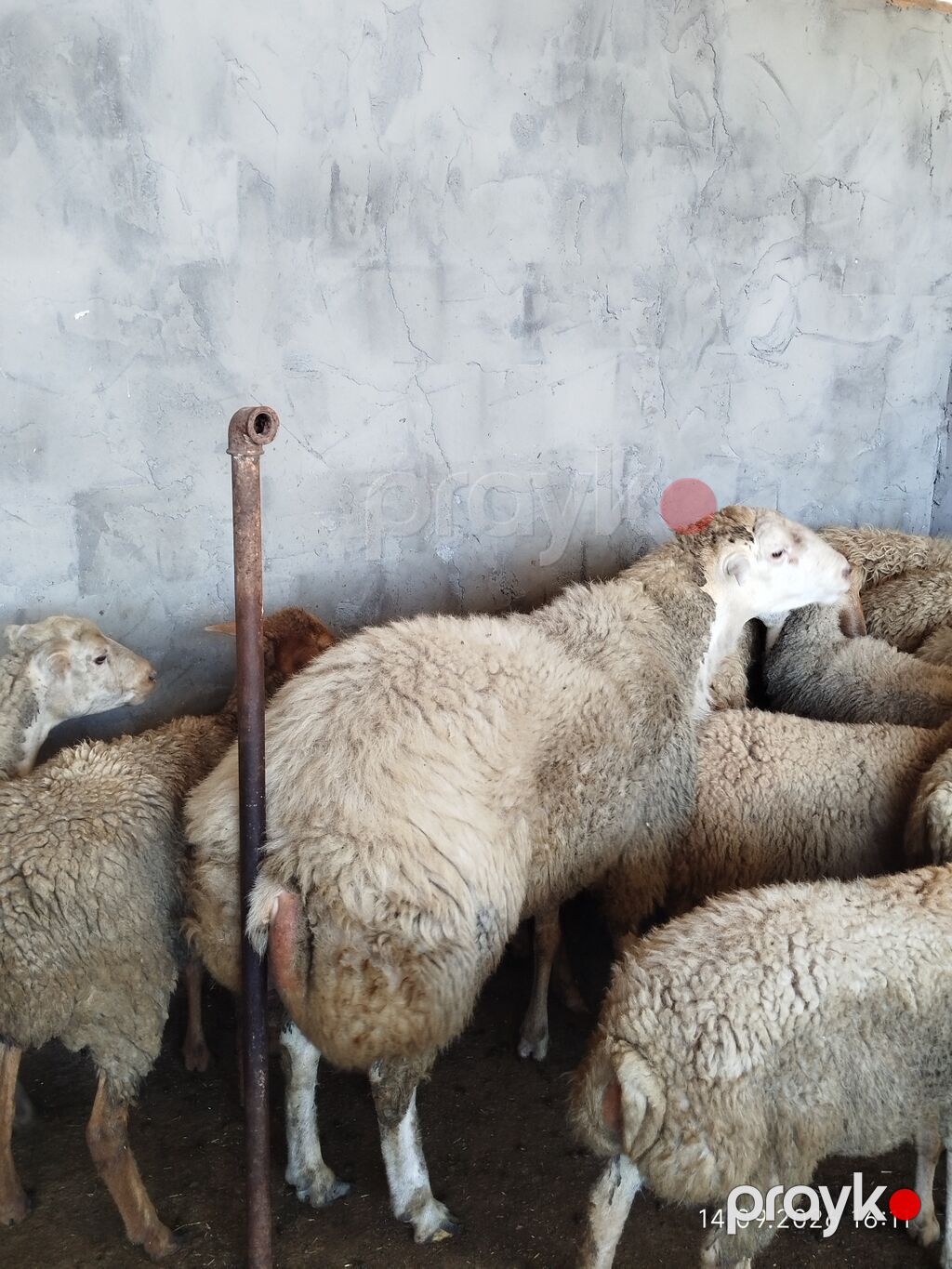 Damazlıq üçün sağlam və peyvənd vurulub.Tatalar sortudur təmiz qan — Kənd təsərrüfatı heyvanları, Zaqatala (3)