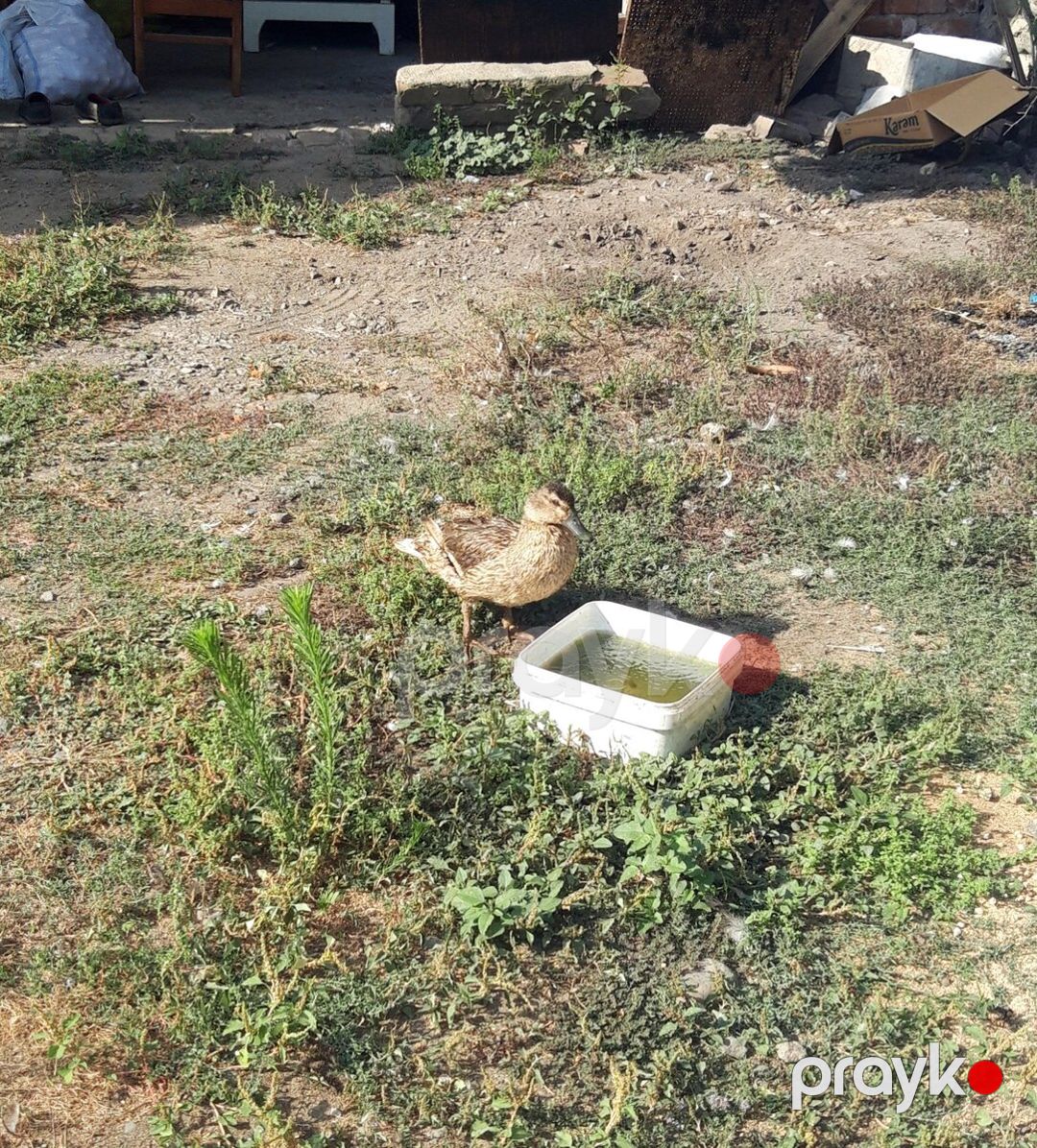 Ördək — Quşlar, Lənkəran (2)