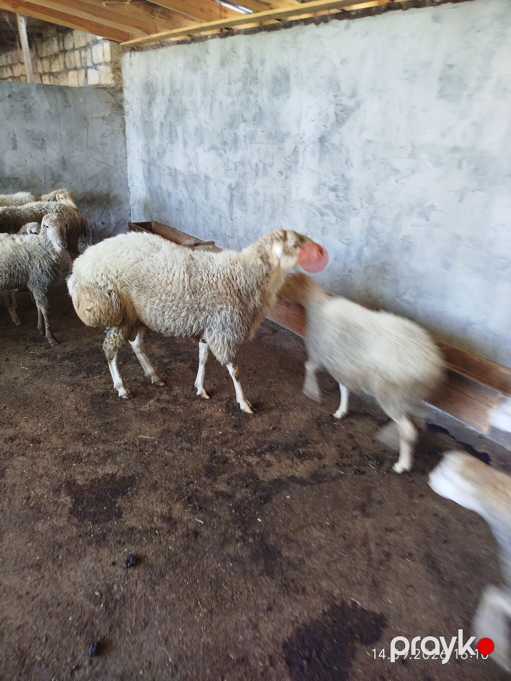 Damazlıq üçün sağlam və peyvənd vurulub.Tatalar sortudur təmiz qan — Kənd təsərrüfatı heyvanları, Zaqatala (7)