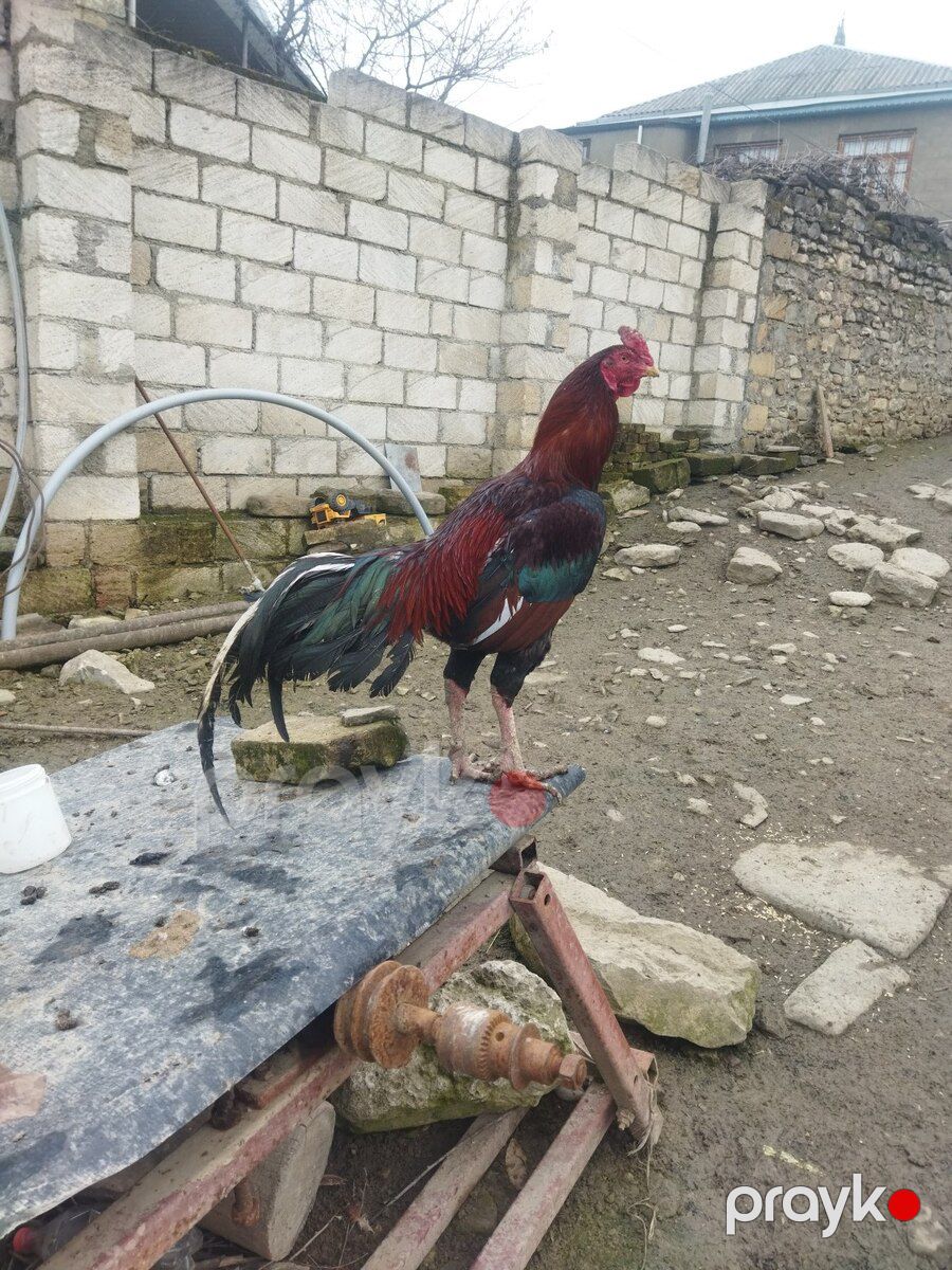 Heyratı beçəsi — Quşlar, Quba (7)