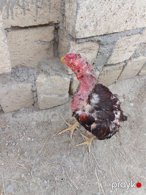 Heyratı xoruz — Şabran