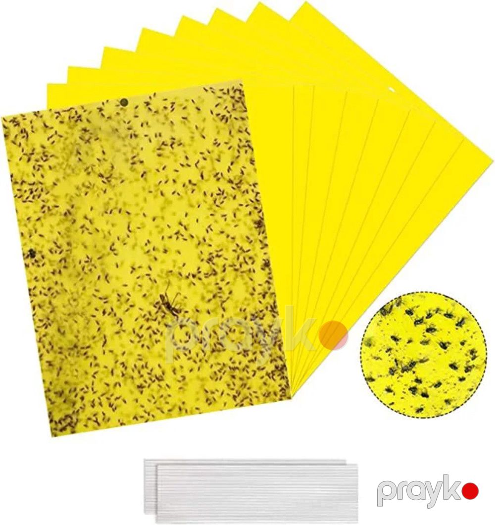 Həşərat yapışqanı Frog 4964, 10 əd — Mallar, Bakı (3)