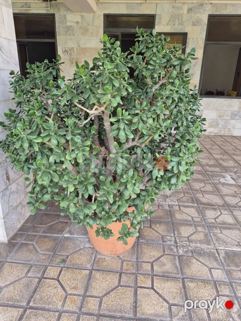 Böyük ölçülü qablı şirəli bitki – “Pul ağacı” (Crassula ovata) более — Bakı