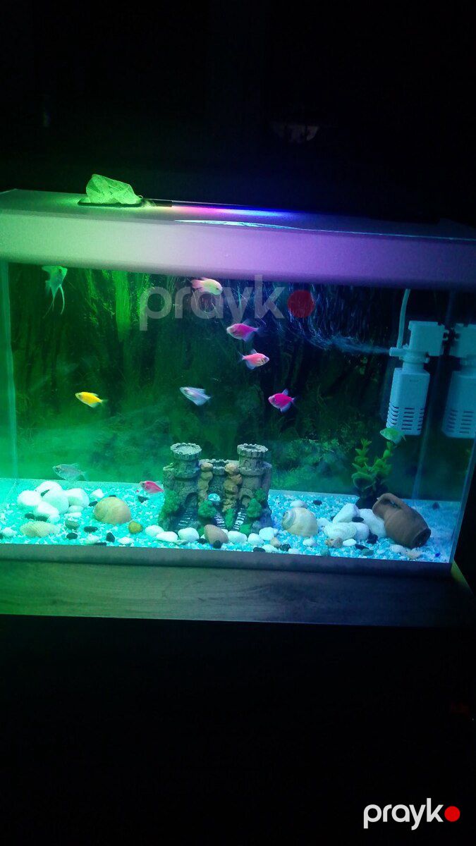 Akvarium və balıqlar — Akvariumlar və balıqlar, Bakı (2)