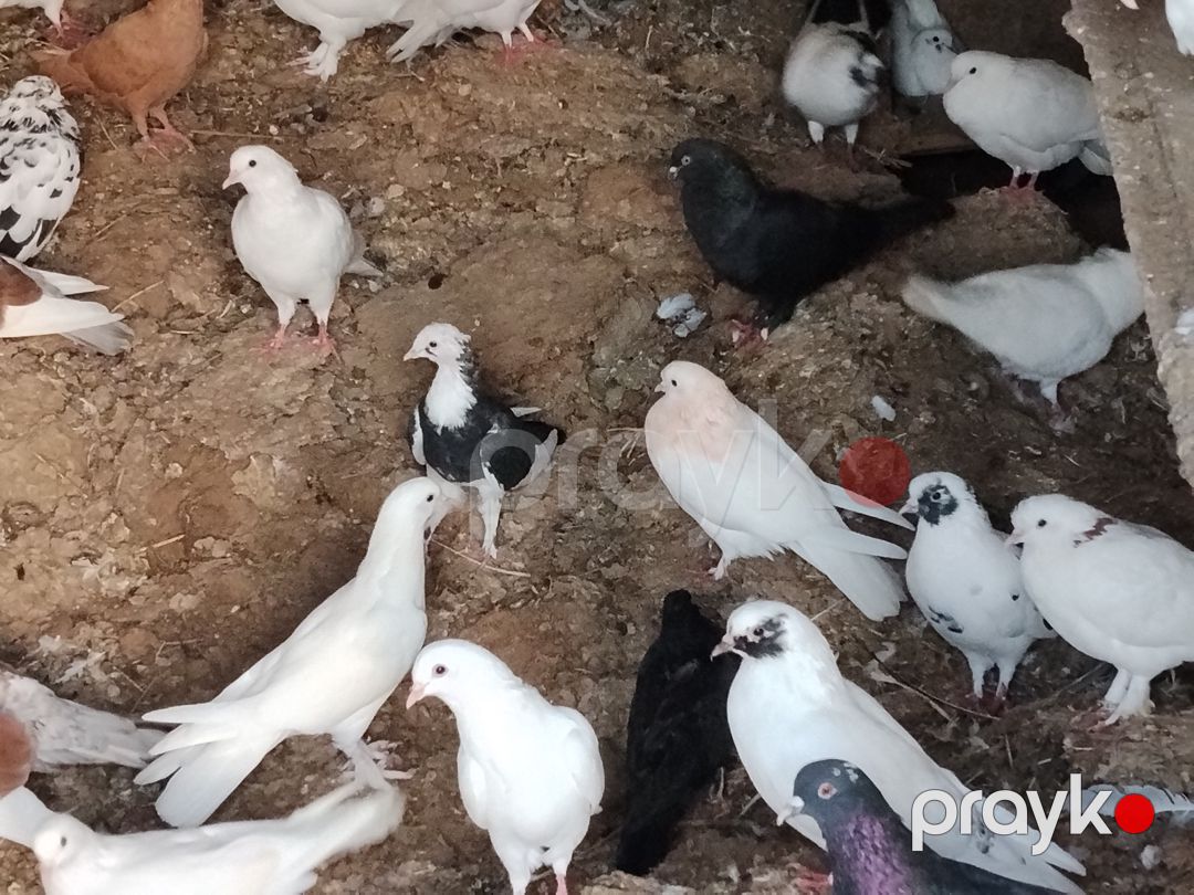 Göyərçin və qoyun peyini — Dacha və bağ, Bakı (4)