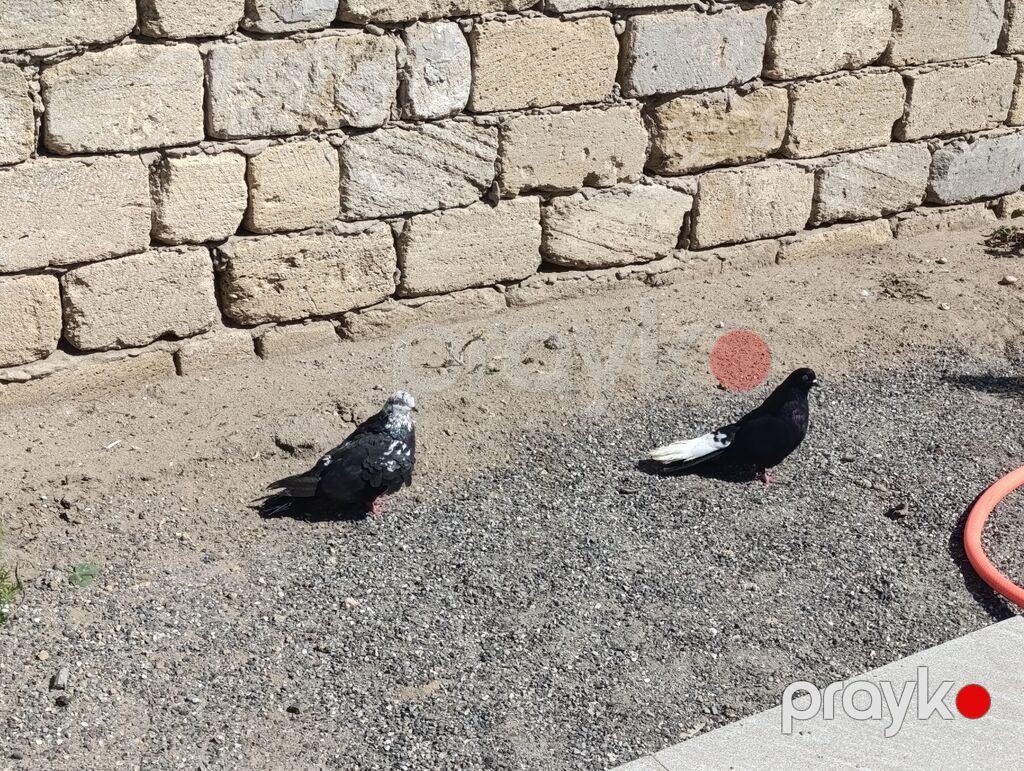 Cüt nikalay hazır cutduler Maya paqonnu cil Erkey ağ quyrug — Göyərçin, Digah (2)