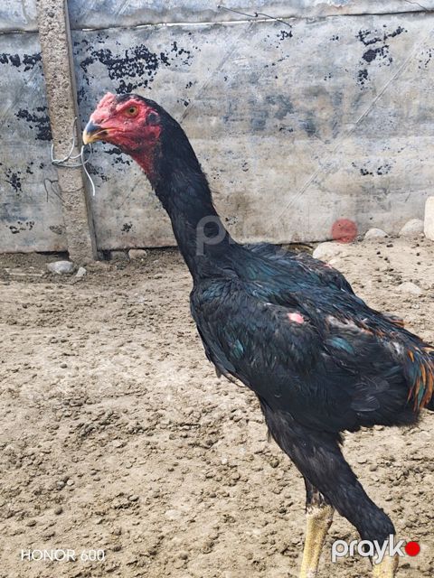 Heyratı — Ağstafa