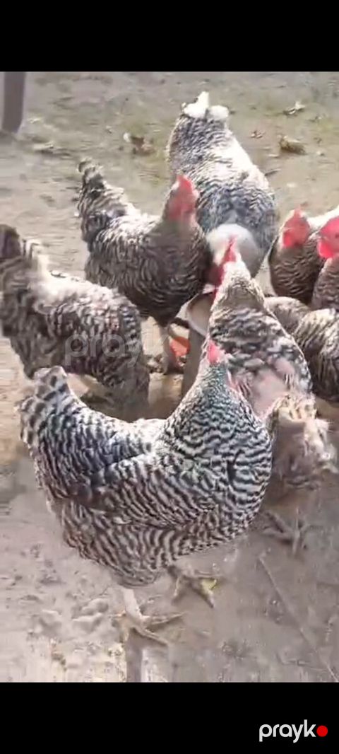 Xarkov toyuqları — Bakı