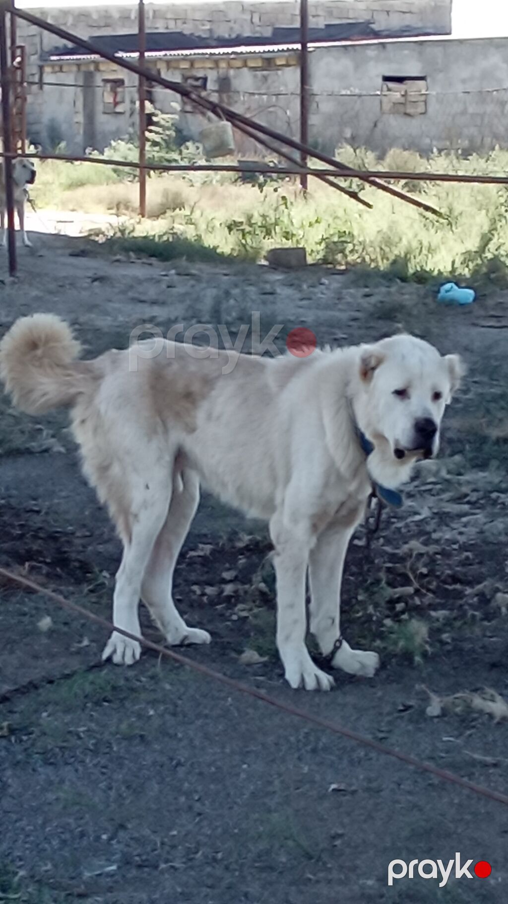 Alabay, 2 il, Erkək, Peyvəndli — Köpəklər, Mehdiabad (6)