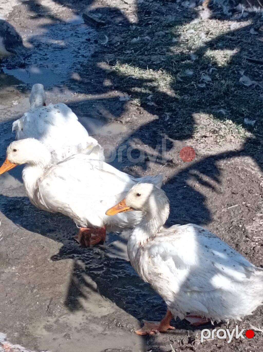 Ağ pekin ördekleri satılır 10azn Əsil ətlikdirlər Rənglilər 20azn diri — Digərləri, Tovuz (2)
