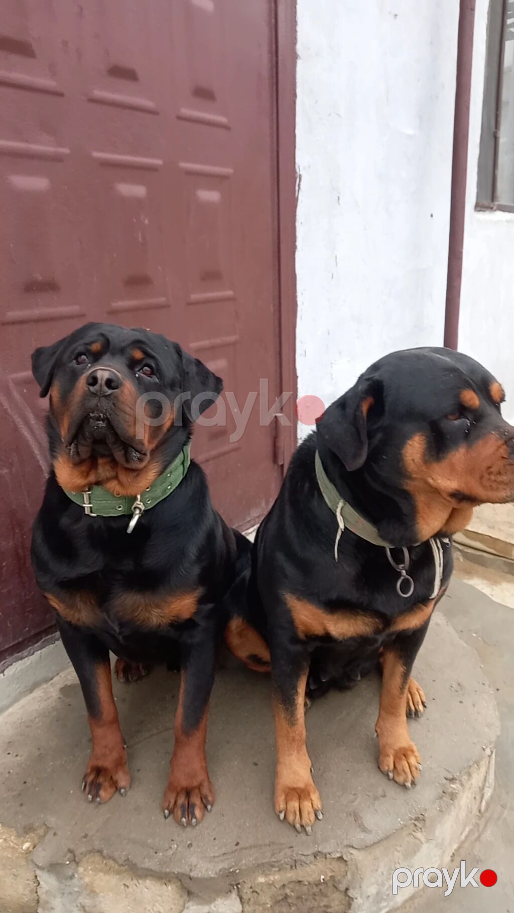 Rotveyler, 2 ay, Peyvəndli, Ünvandan götürmə — Köpəklər, Digah (8)
