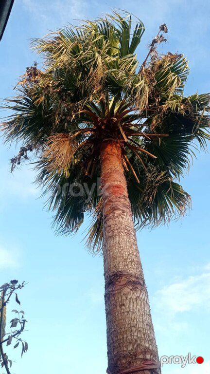 Palma ağacı — Bitkilər, Bakı (12)