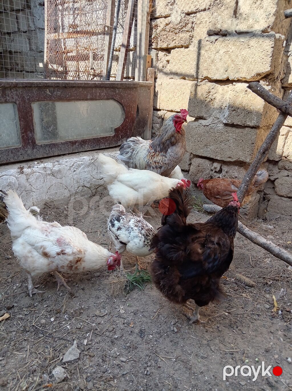 Toyuq, Yumurtalıq — Toyuq və xoruz, Digah (2)