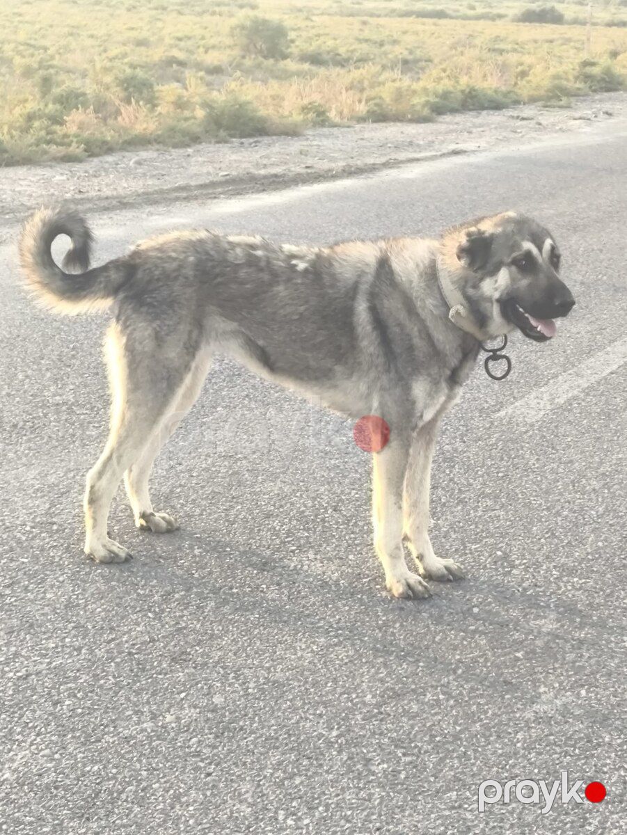 Qurdbasar iti — Köpəklər, Xırdalan (2)