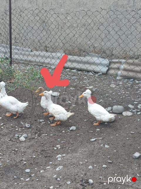 Papili ördək ərkək — Xaçmaz