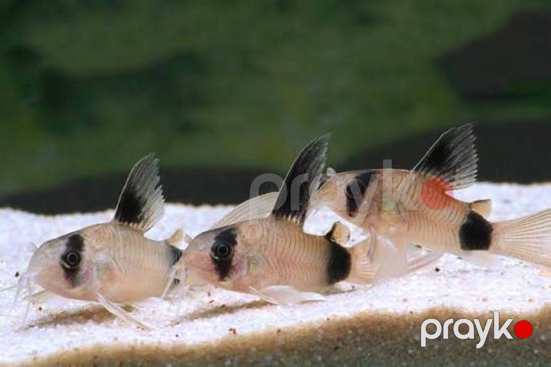 Koridoras Panda balığı — Akvariumlar və balıqlar, Bakı (3)