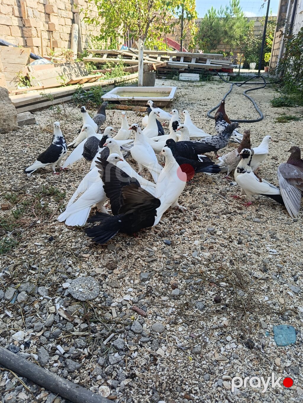 Tərgitmə quşlar Təsvir: - Şəkillərdə müxtəlif rəng çalarını saxlayan — Göyərçin, Bakı (3)