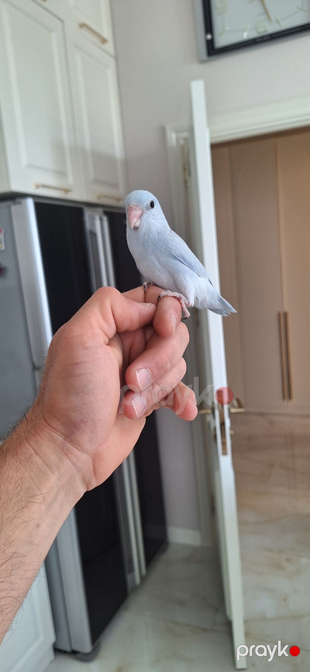 Forpus tutuquşu.5 aylıq.Erkək.ələ öyrənmiş — Tutyun papağayı, Sumqayıt (2)