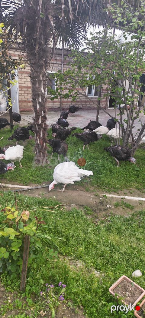 Dişi, Kanada, Damazlıq, Ödənişli çatdırılma — Digah