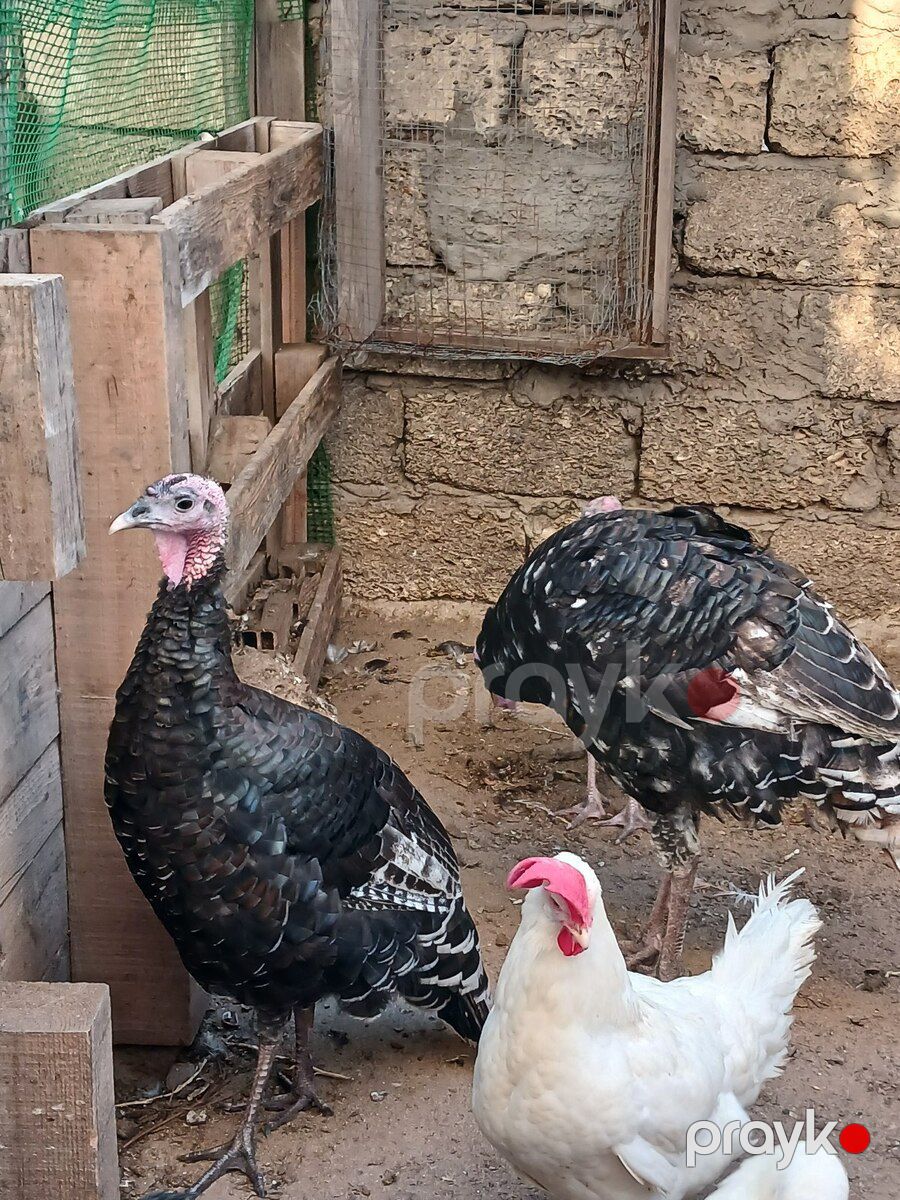 Hinduşkalar — Quşlar, Bakı (2)