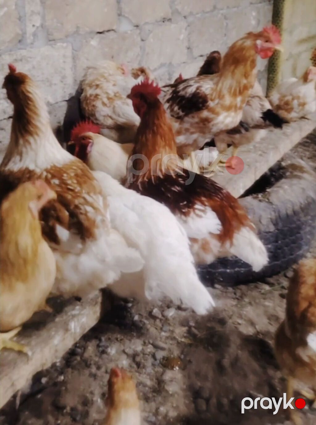 Ana sürünün mayalı yumurtaları satılır. Bütün vaksinasiyaları olunub — Digər heyvanlar, İmişli (2)