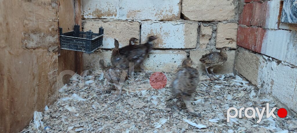 Qırqovul balalrı. 1 ay olar almışam Aldığım adam zümrüd və Qafqaz — Toyuq və xoruz, Şirvan (4)