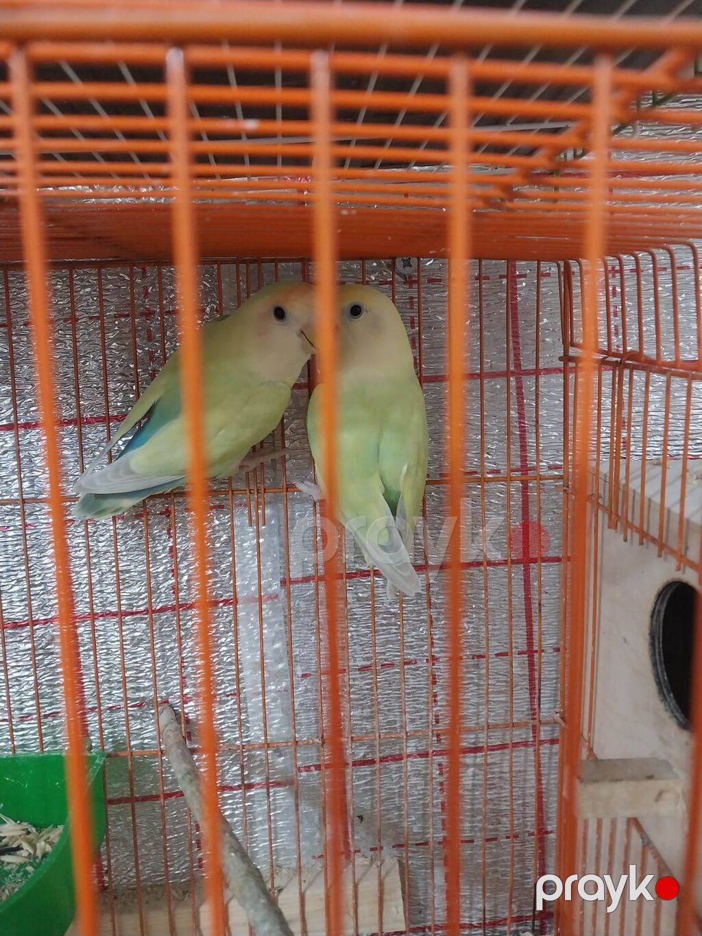 Hazır bala vermiş nerazluçnik cütü satılır öz quşlarımdır öz rəngində — Tutyun papağayı, Bakı (2)