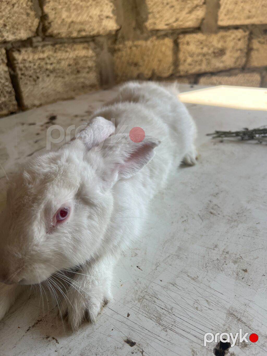 Ağ albinos dovşan - Rəng: tam ağ, çəhrayı (albin) gözlər - Qulaqlar — Dovşanlar, Sumqayıt (4)