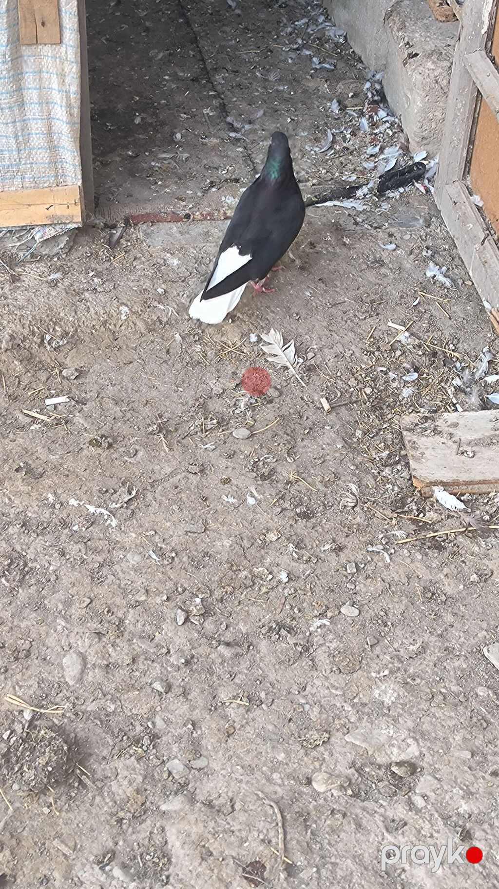 Ağ quyruq ərkək satılır barter yoxdu fikri ciddi olan narahat elesin — Göyərçin, Şəki (2)