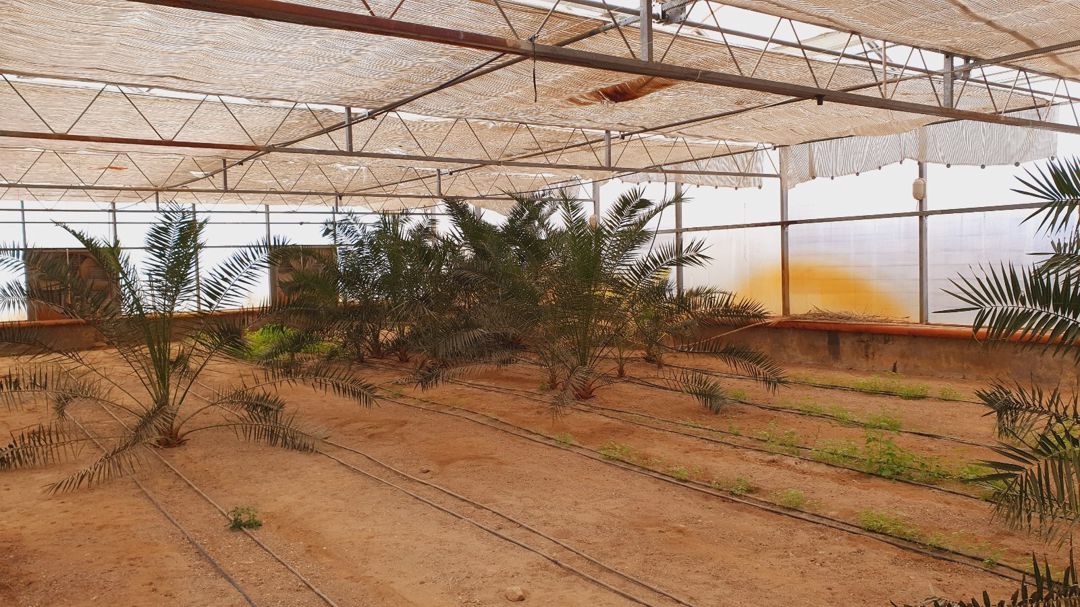 Vaşinqton palma ağacı — Bitkilər, Bakı (6)