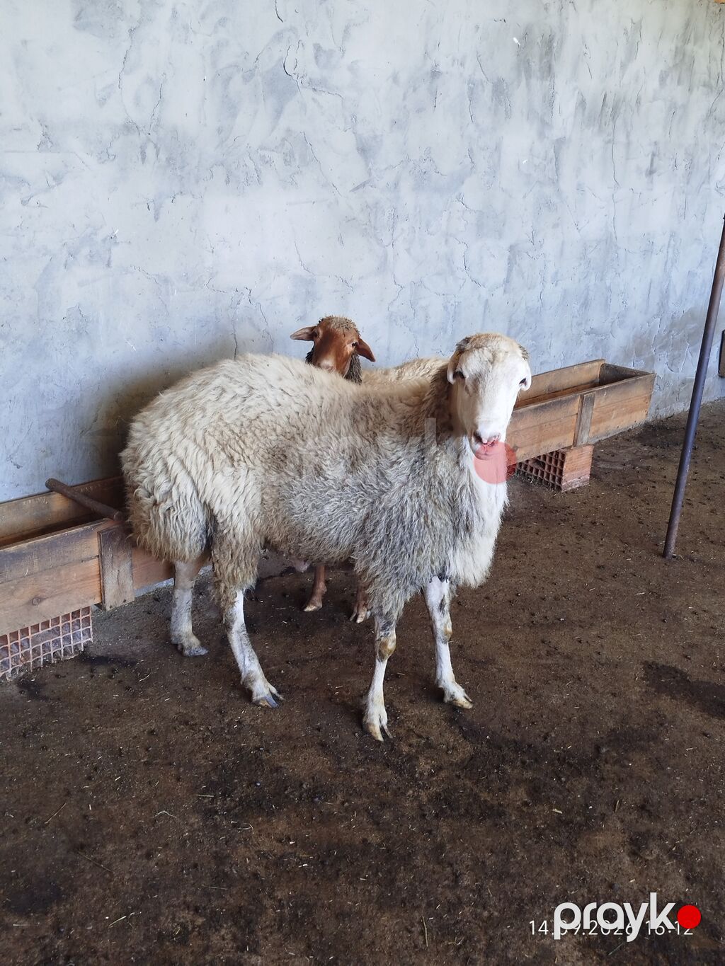 Damazlıq üçün sağlam və peyvənd vurulub.Tatalar sortudur təmiz qan — Kənd təsərrüfatı heyvanları, Zaqatala (8)