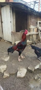 Heyratı beçəsi — Ser