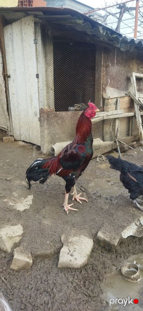 Heyratı beçəsi — Quba