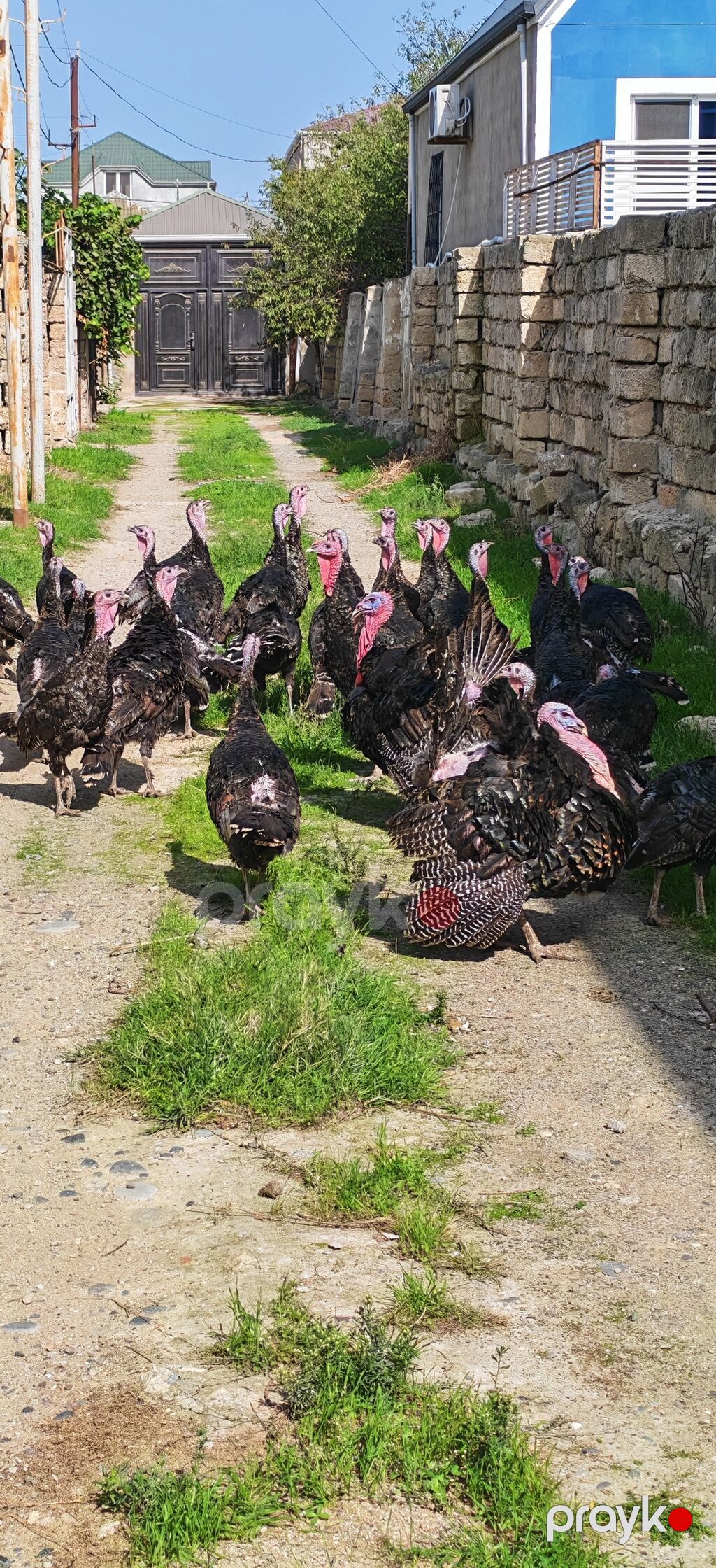 Dişi, Kanada, Damazlıq, Ödənişli çatdırılma — Digərləri, Digah (4)