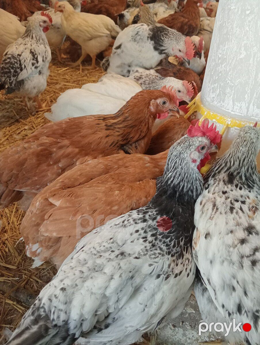 Çolpalar — Quşlar, Bakı (6)