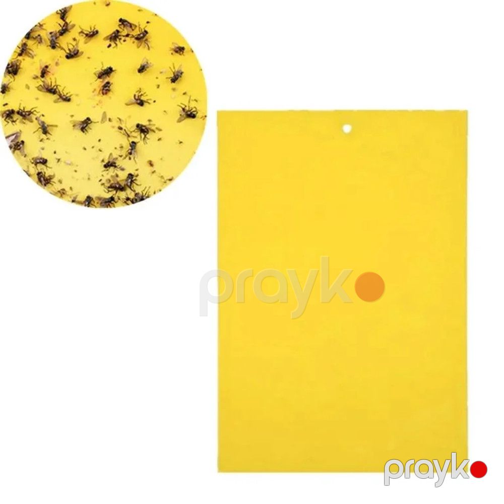 Həşərat yapışqanı Frog 4964, 10 əd — Mallar, Bakı (2)