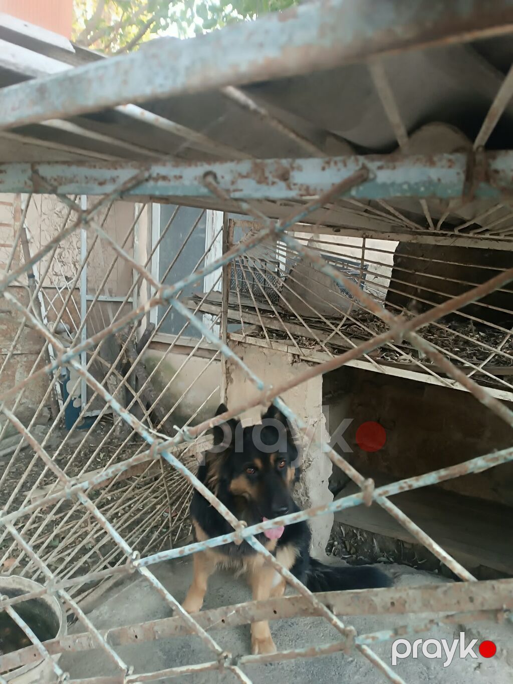 Alman çoban iti, 4 il, Dişi — Köpəklər, Digah (5)