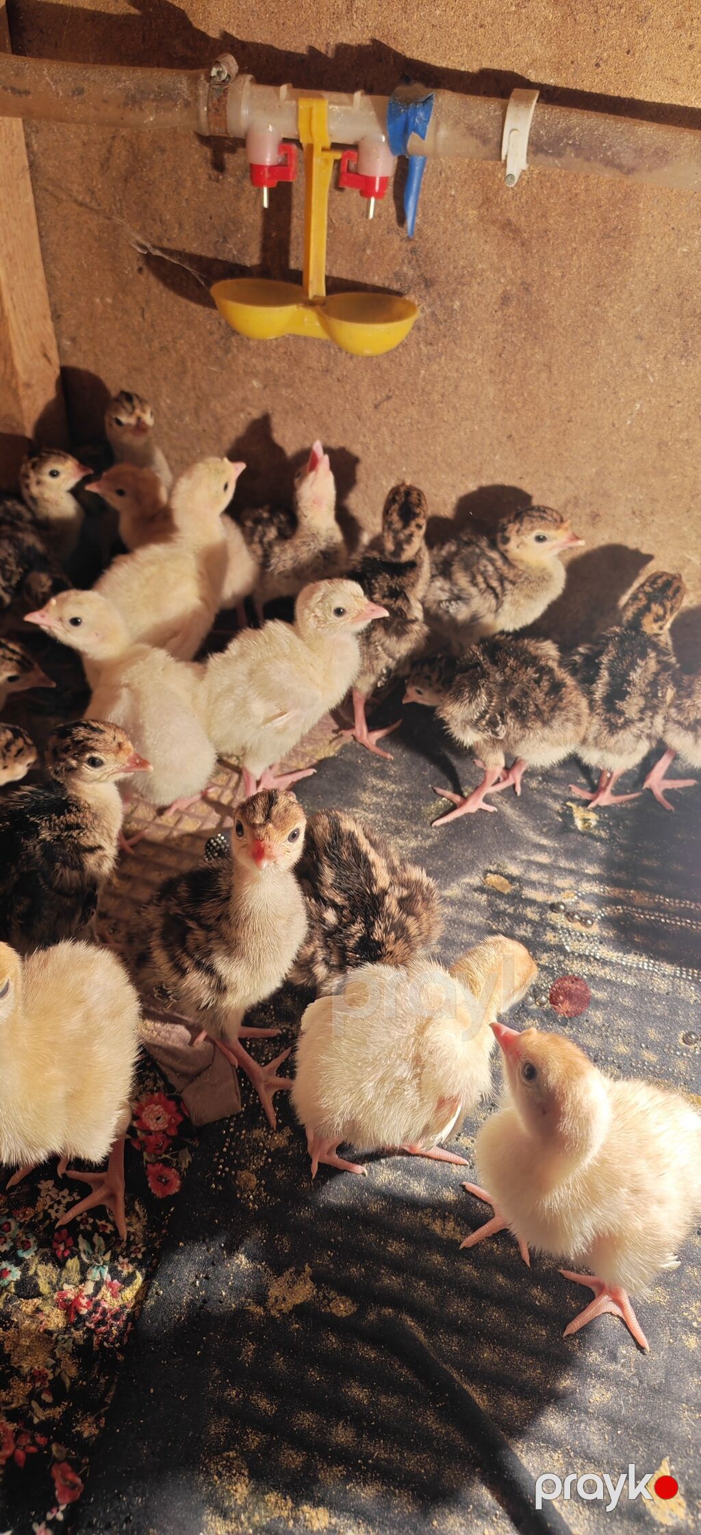 Dişi, Kanada, Damazlıq, Ödənişli çatdırılma — Digərləri, Digah (5)