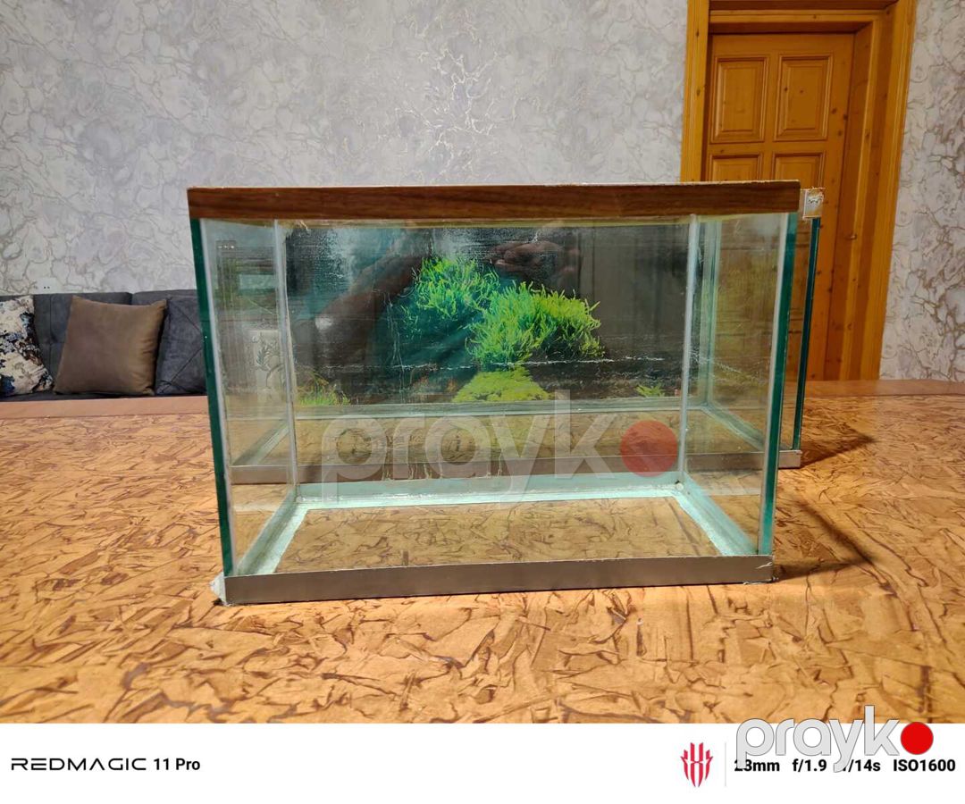 Akvarium — Akvariumlar və balıqlar, Bakı (3)