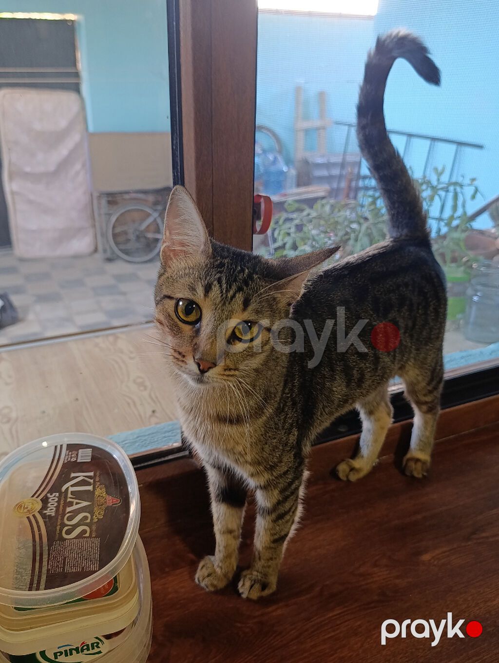 Dişi, Yaxşı əllərə, Ünvandan götürmə — Pişiklər, Bakı (2)