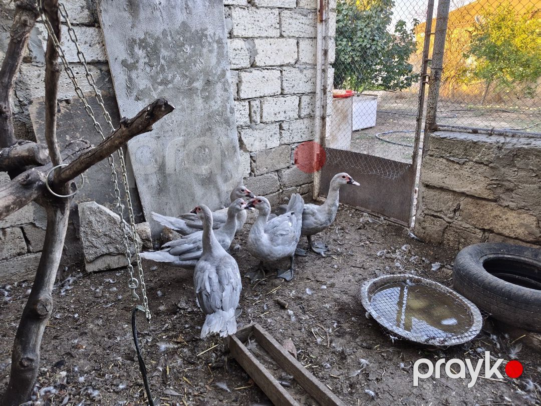 Lavanda lal ördək — Quşlar, Bakı (4)