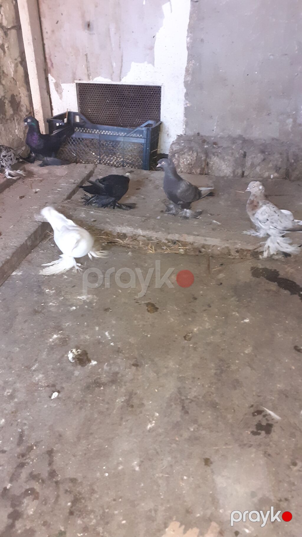 6 eded iri lelekli kekilli quslar satilir hamisi bir nesildi — Göyərçin, Digah (7)